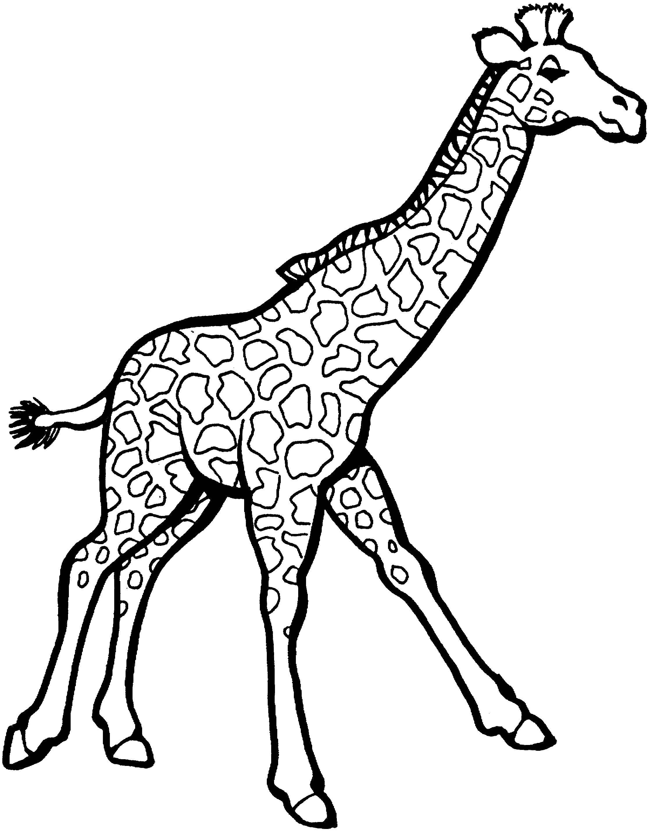 Coloring Giraffe with a long neck. Category Zoo. Tags:  giraffe, neck, legs.