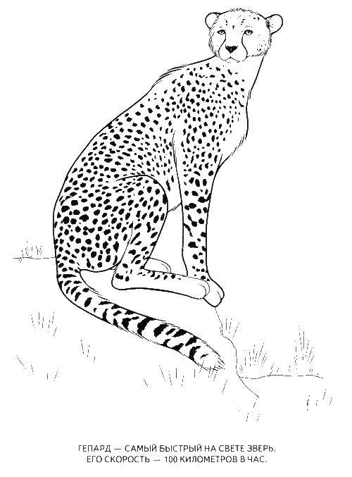 Coloring Cheetah. Category Animals. Tags:  animals, Cheetah.
