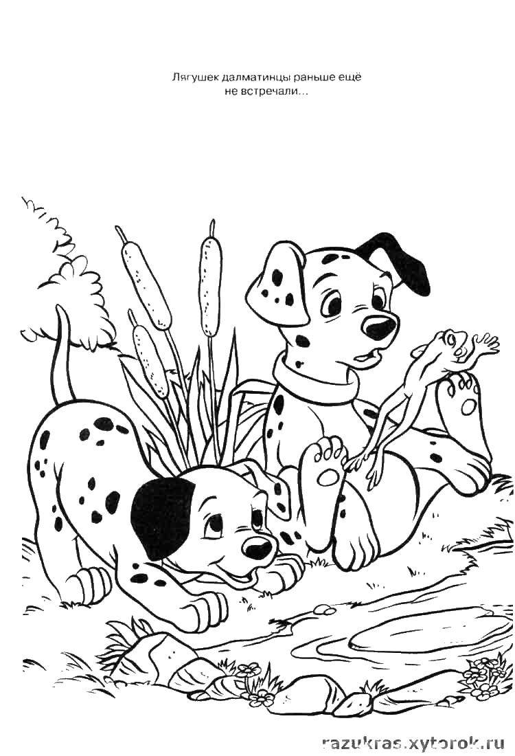 Coloring Puppies Dalmatians and the frog. Category 101 Dalmatians. Tags:  dalmatinci, frog.