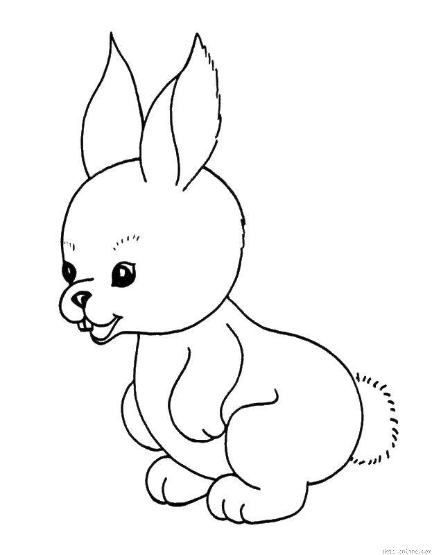 Название: Раскраска Кролик с хвостиком. Категория: кролик. Теги: кролик, хвост, зубы.