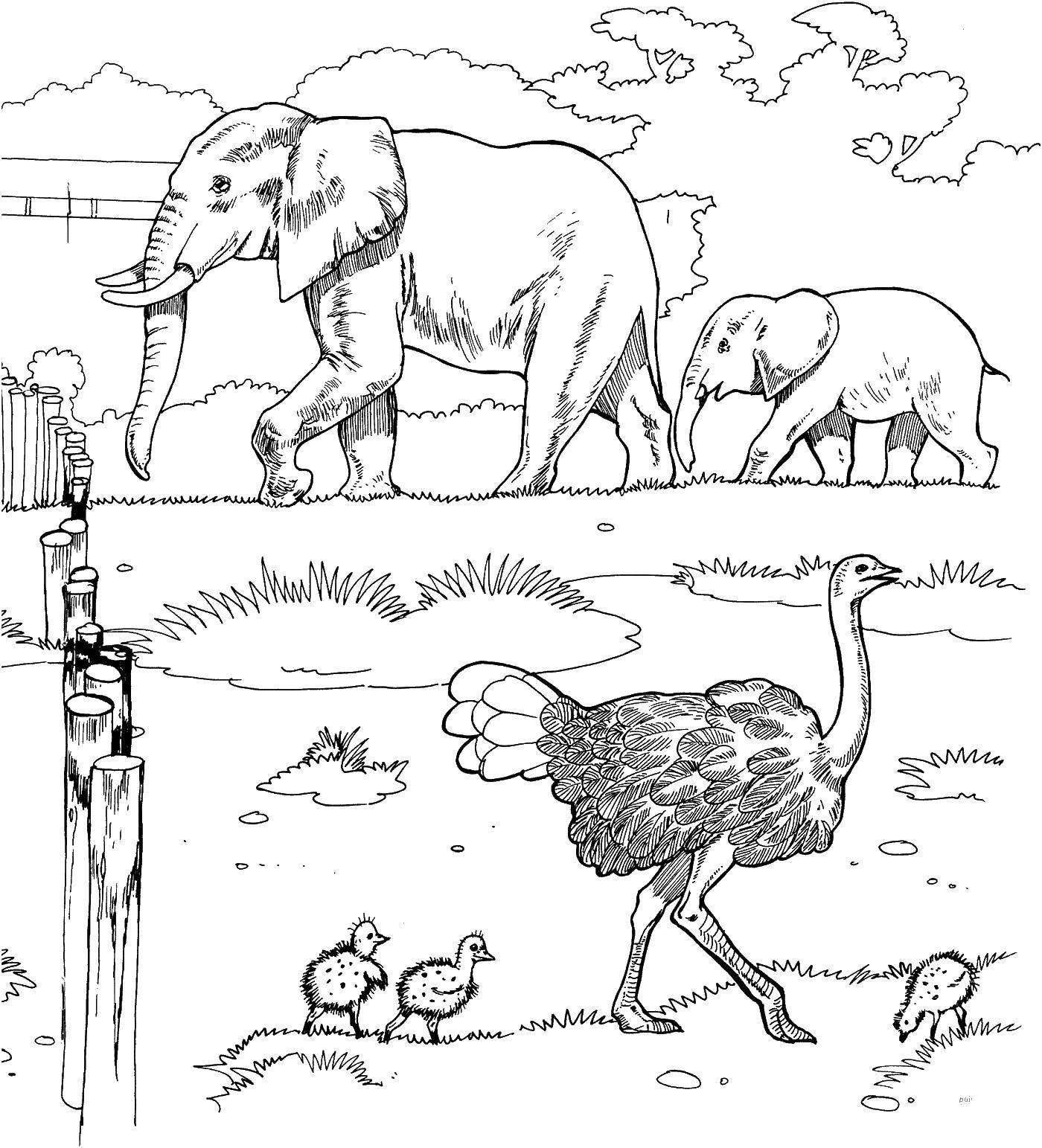 Coloring The ostrich and the elephant. Category Animals. Tags:  ostrich, elephant, elephant.