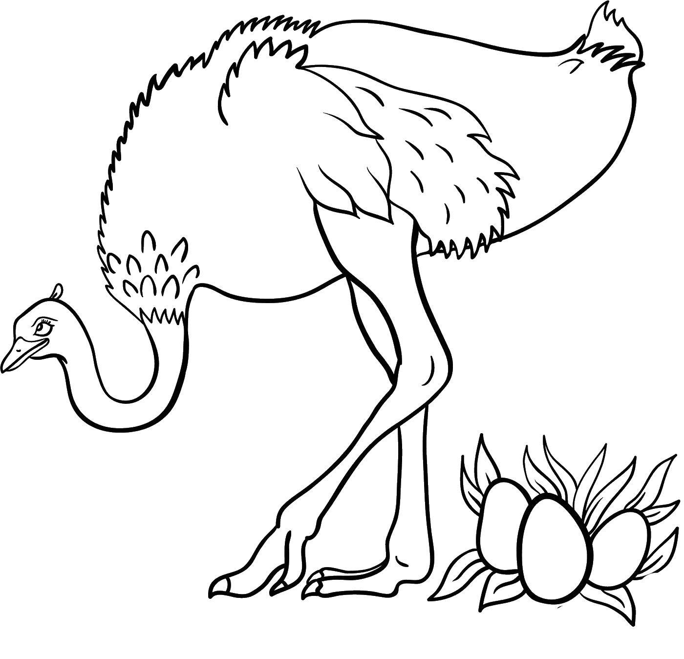Coloring Ostrich and eggs. Category birds. Tags:  ostrich neck, eggs.