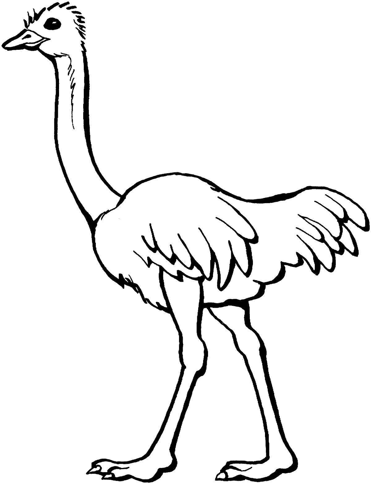 Название: Раскраска Страус с длиной шеей. Категория: птицы. Теги: страус, песок, шея.
