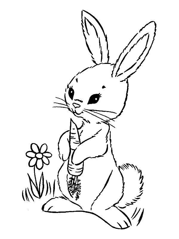 Coloring Rabbit and carrot. Category the rabbit. Tags:  Bunny, carrot, flower.