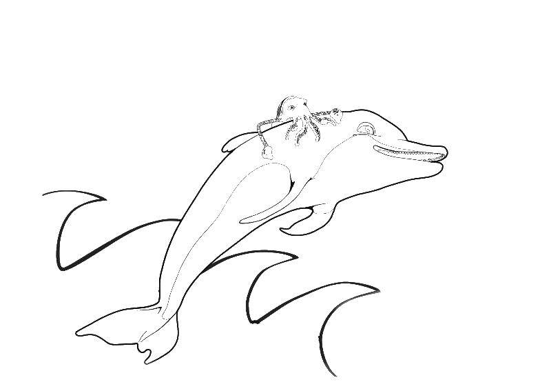 Название: Раскраска Дельфин и осьминог. Категория: дельфин. Теги: дельфин, осьминог, волны.