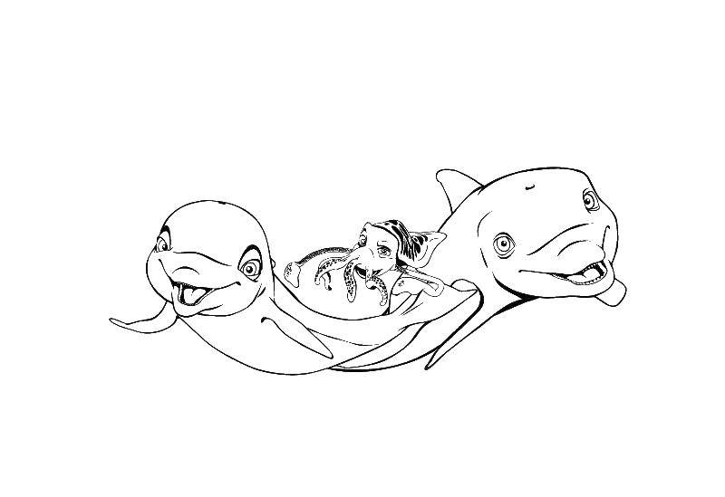 Название: Раскраска Два дельфина и рыба. Категория: дельфин. Теги: дельфин, рыбы, водоросли.