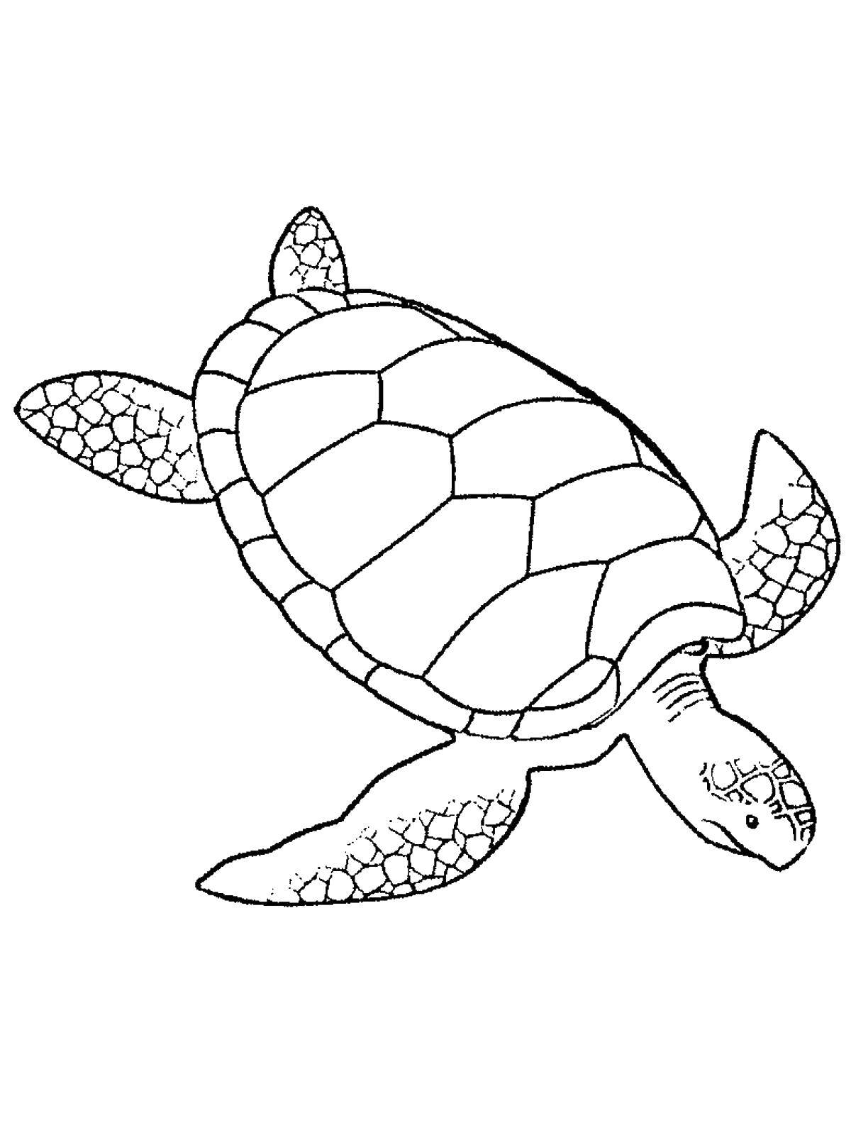 Название: Раскраска Подводная черепаха. Категория: морская черепаха. Теги: черепаха, панцирь.