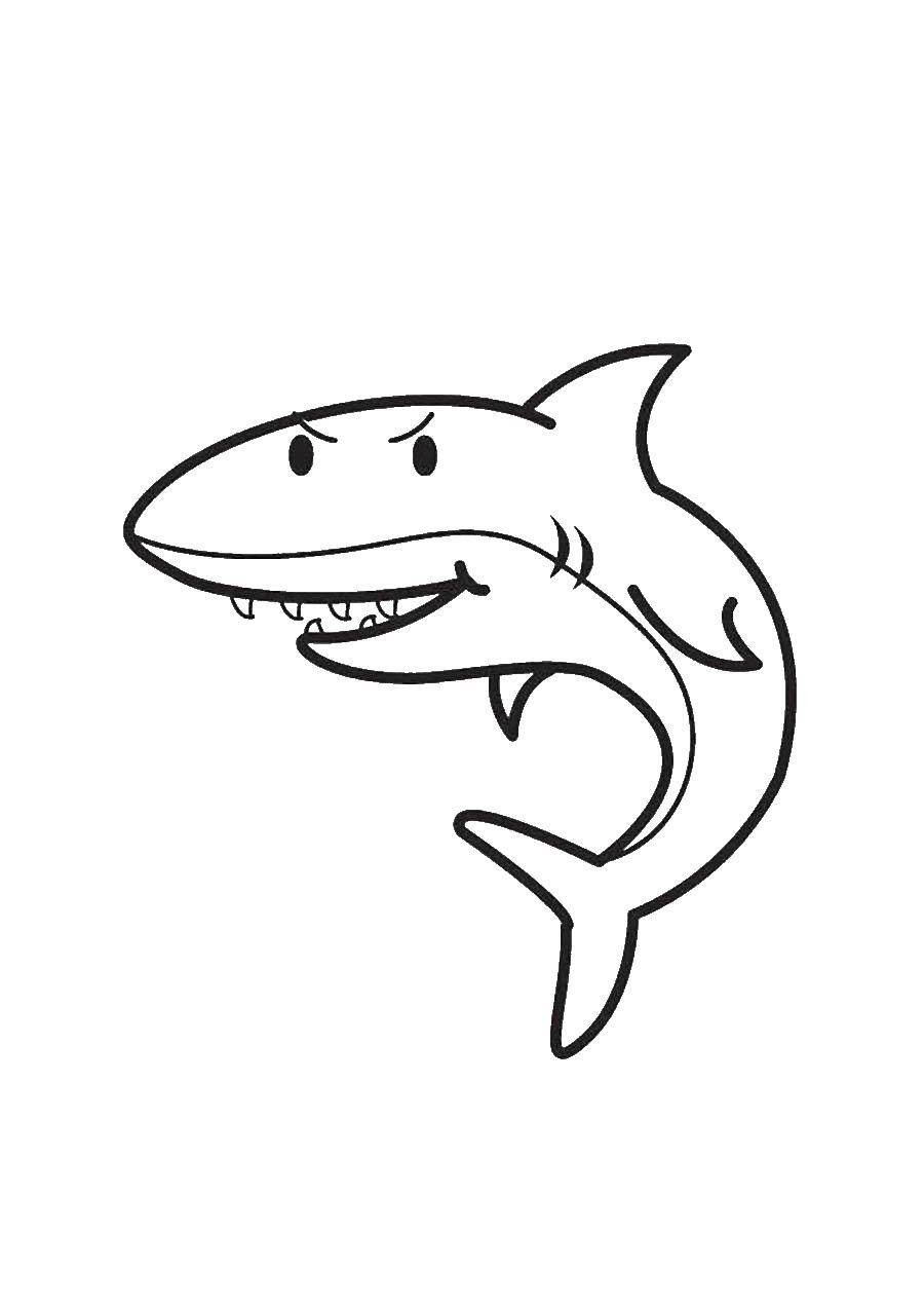 Название: Раскраска Акула с острыми зубами. Категория: Акулы. Теги: Акула.