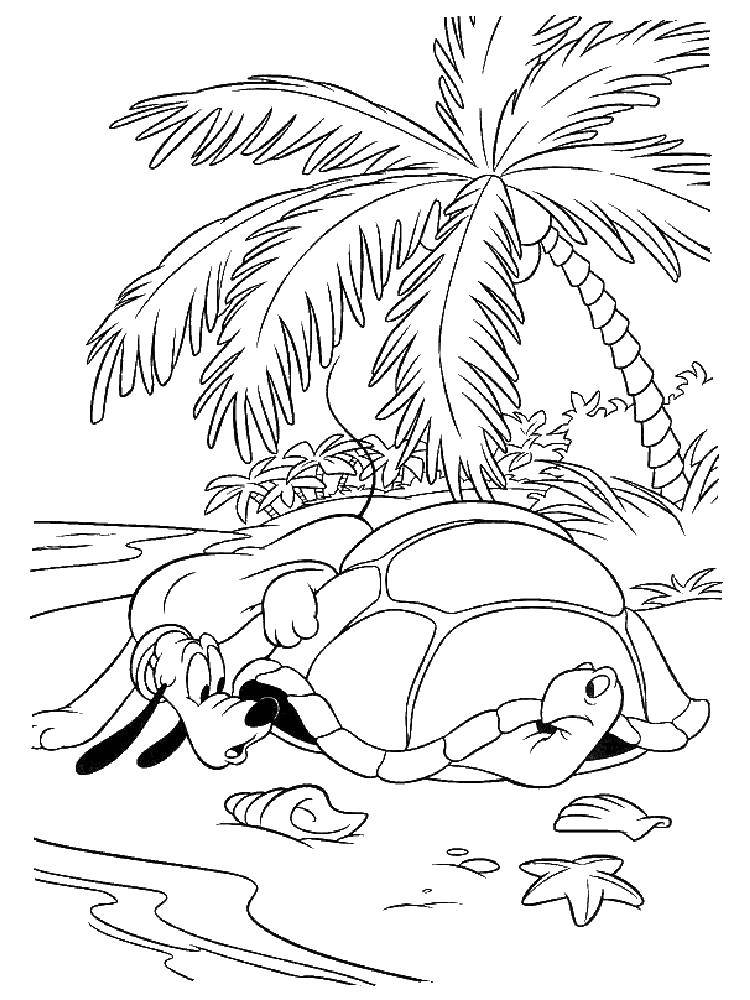 Название: Раскраска Черепаха и собака. Категория: морская черепаха. Теги: черепаха, собака, остров.