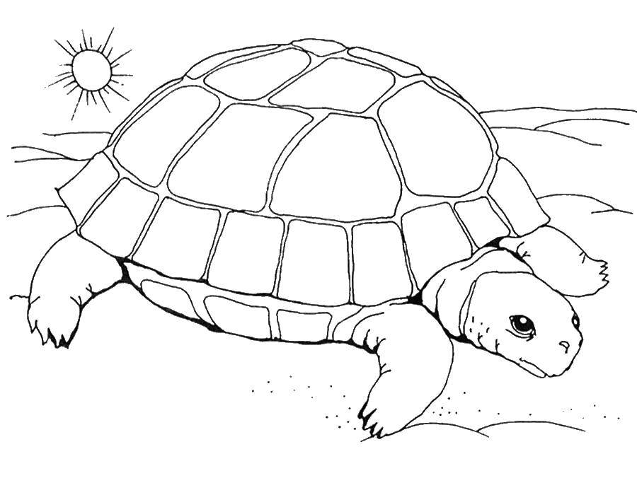 Coloring The tortoise and the sun. Category sea turtle. Tags:  turtle, shell, sun.
