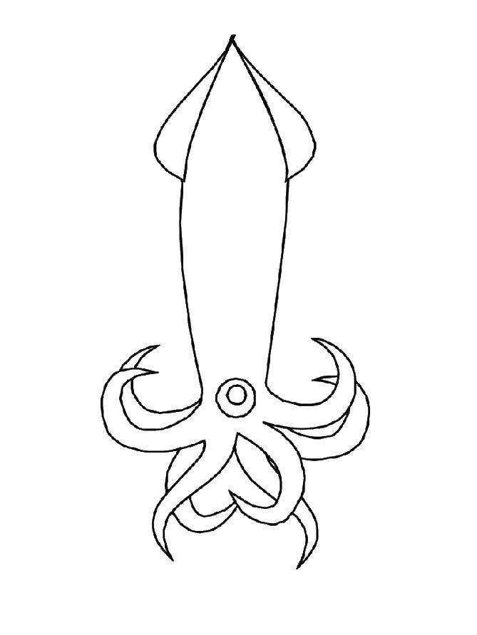 Coloring Squid. Category sea animals. Tags:  squid, tentacle, eyes.