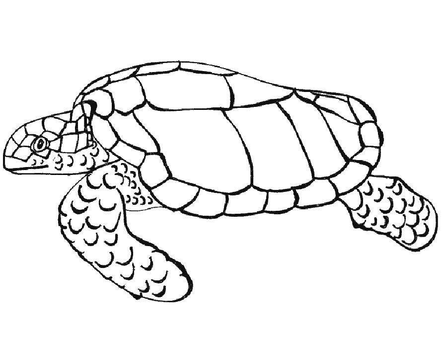 Название: Раскраска Морская черепаха. Категория: морская черепаха. Теги: черепаха, панцирь.