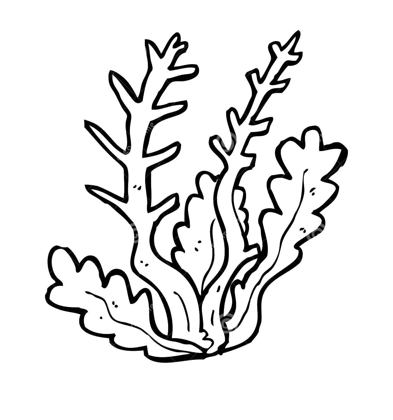 Название: Раскраска Морские водросли. Категория: водоросли. Теги: водросли, морское.