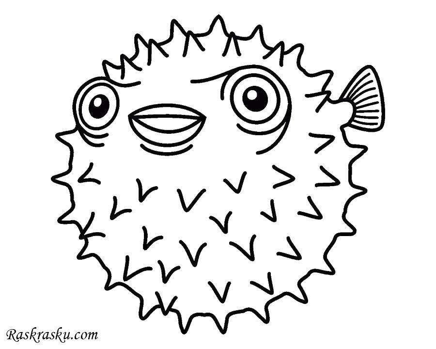 Coloring Sea urchin. Category sea animals. Tags:  hedgehog, needles, fish.