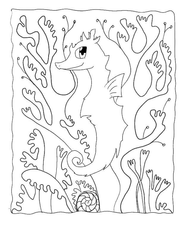 Название: Раскраска Морской конек и кораллы. Категория: морской конек. Теги: морской конек.