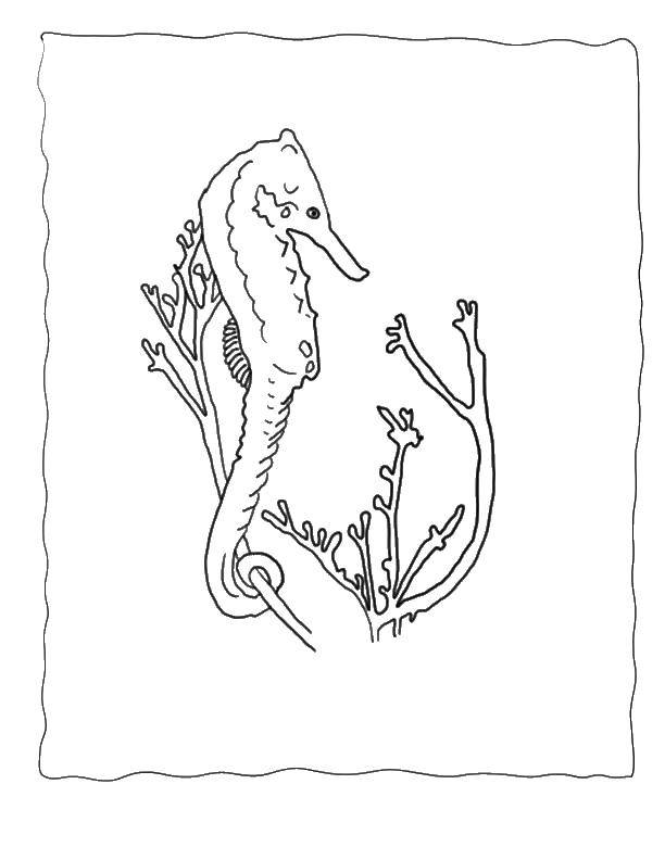 Название: Раскраска Морской конек у кораллов. Категория: морской конек. Теги: морской конек.