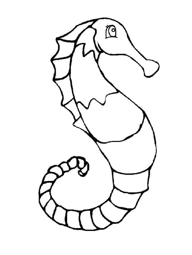 Coloring Seahorse. Category marine. Tags:  skate, sea, tail.