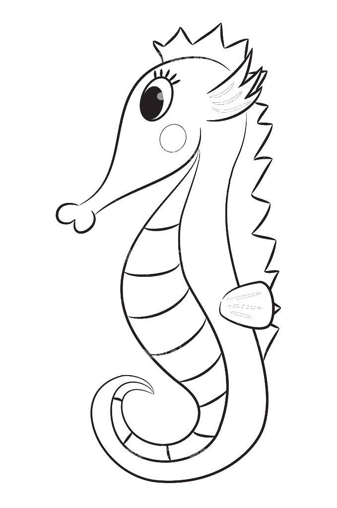 Coloring Seahorse. Category seahorse. Tags:  seahorse, tail, eyes.