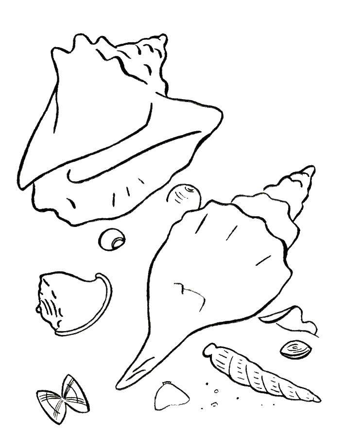 Coloring Shell. Category shell. Tags:  shell, sand.