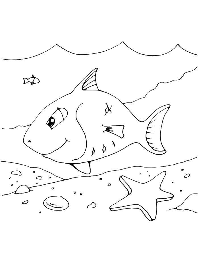 Название: Раскраска Рыба и морская звезда. Категория: морская звезда. Теги: рыба, морская звезда.