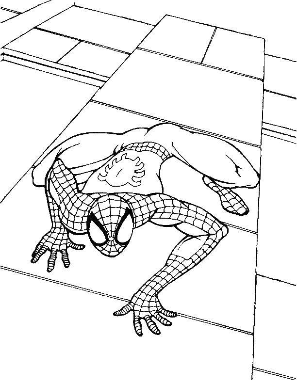 Розмальовки  Людина павук повзе по стінах. Завантажити розмальовку людина павук, супергерої.  Роздрукувати ,людина павук,