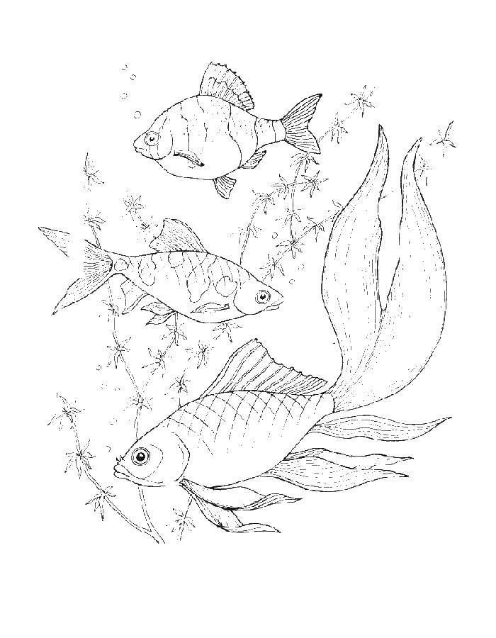 Название: Раскраска Рыбки золотые. Категория: рыбы. Теги: рыбы.