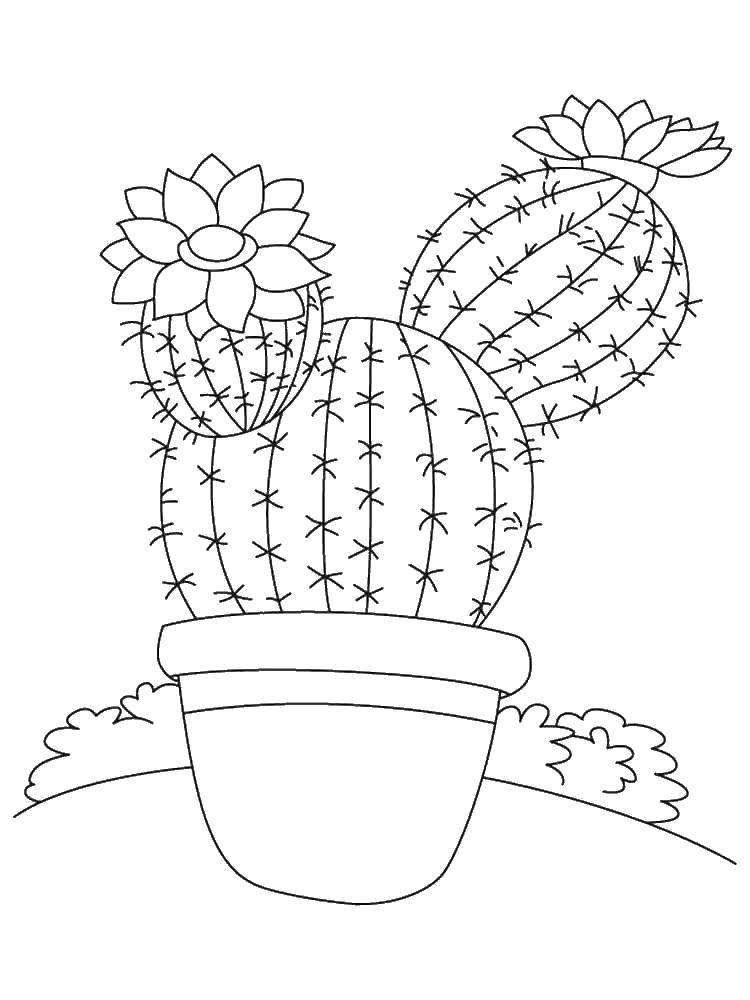 Название: Раскраска Горшок с цветами кактуса. Категория: кактус. Теги: кактус, цветы.