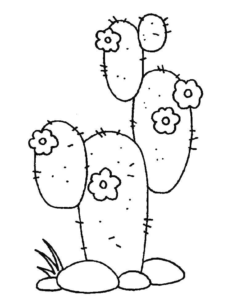 Coloring Cactus with flower. Category cactus. Tags:  cactus, flowers.