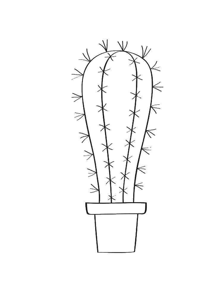 Coloring Cactus in a pot. Category cactus. Tags:  cactus, flowers.