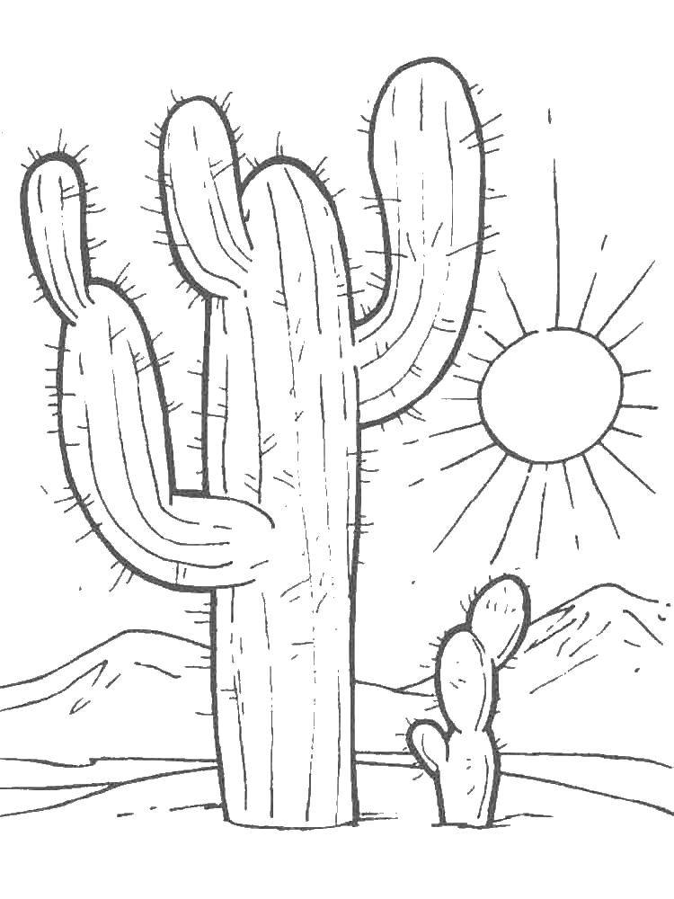 Название: Раскраска Кактус в пустыне. Категория: кактус. Теги: кактус, цветы.