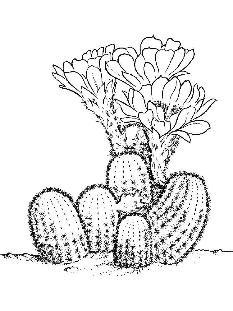 Название: Раскраска Кактусы с шипами. Категория: кактус. Теги: кактус, цветы.