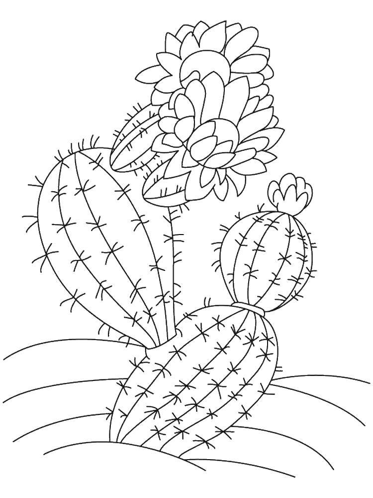 Название: Раскраска Колючий кактус. Категория: кактус. Теги: кактус, цветы.
