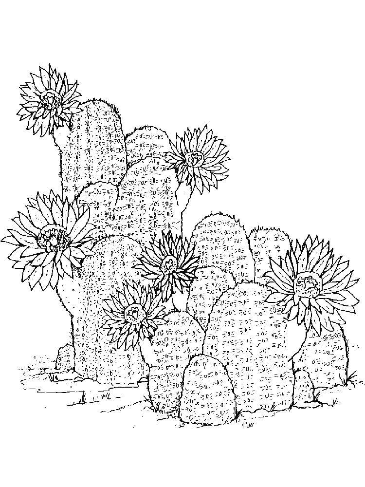Название: Раскраска Куст кактусов. Категория: кактус. Теги: кактус, цветы.