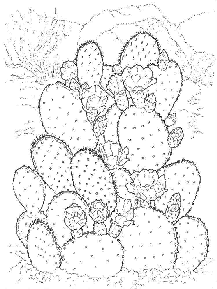 Coloring Bush cactus. Category cactus. Tags:  cactus, flowers.