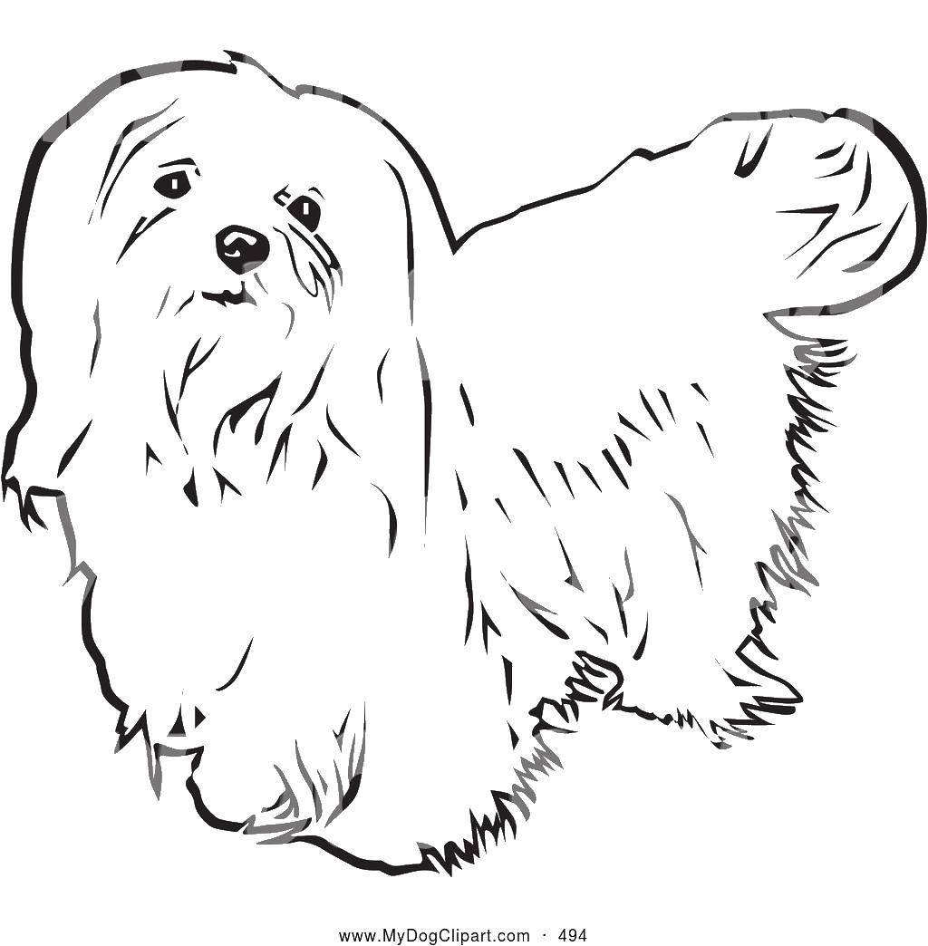 Coloring Long-haired dog. Category Animals. Tags:  animals, dog.