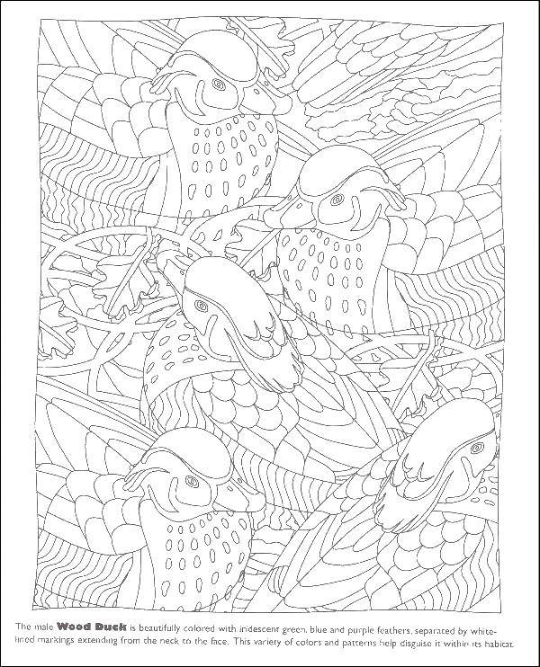 Coloring Ducks in the pond. Category for stained glass. Tags:  duck, bird, color.