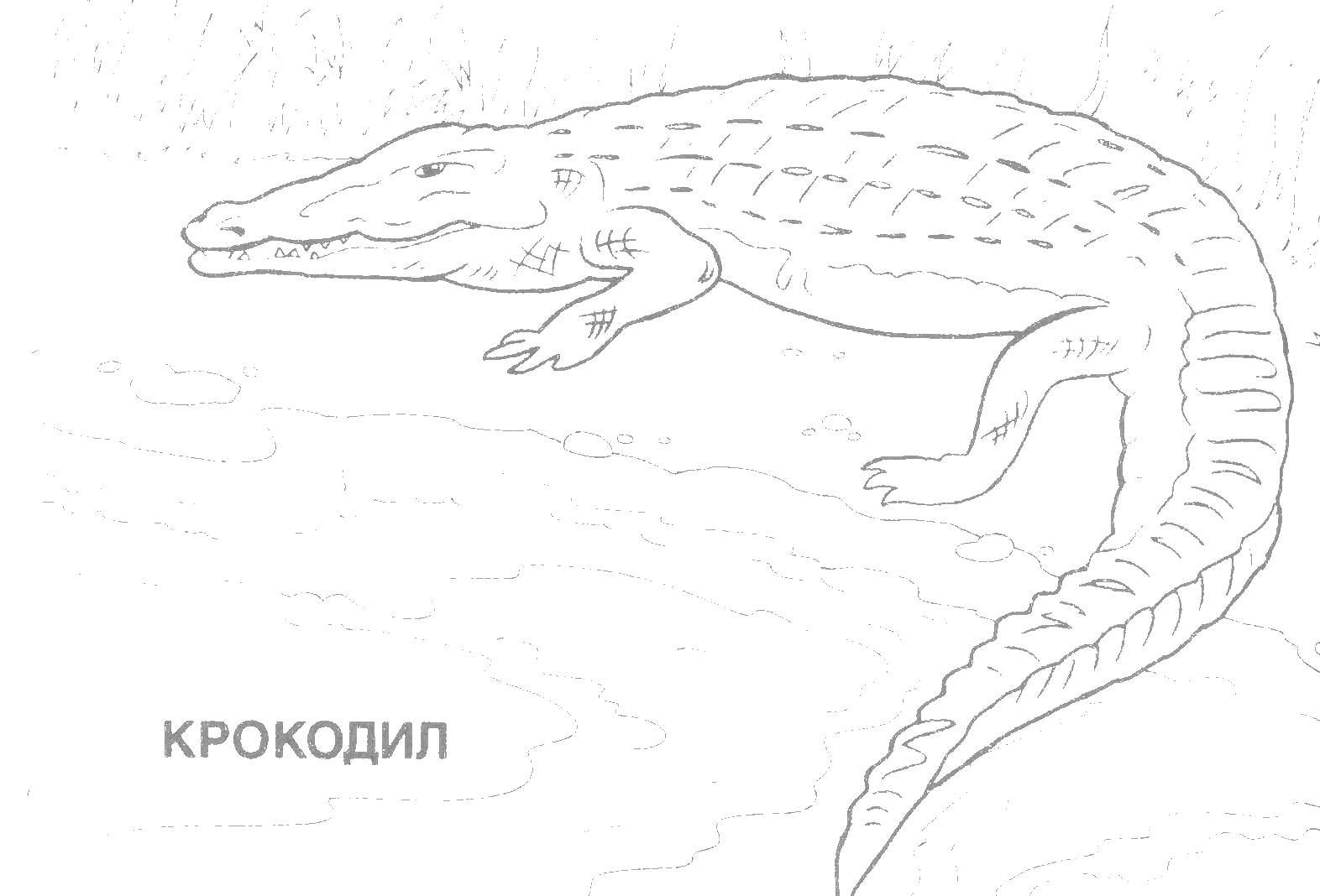 Coloring Crocodile. Category reptiles. Tags:  crocodile, tail, jaws.
