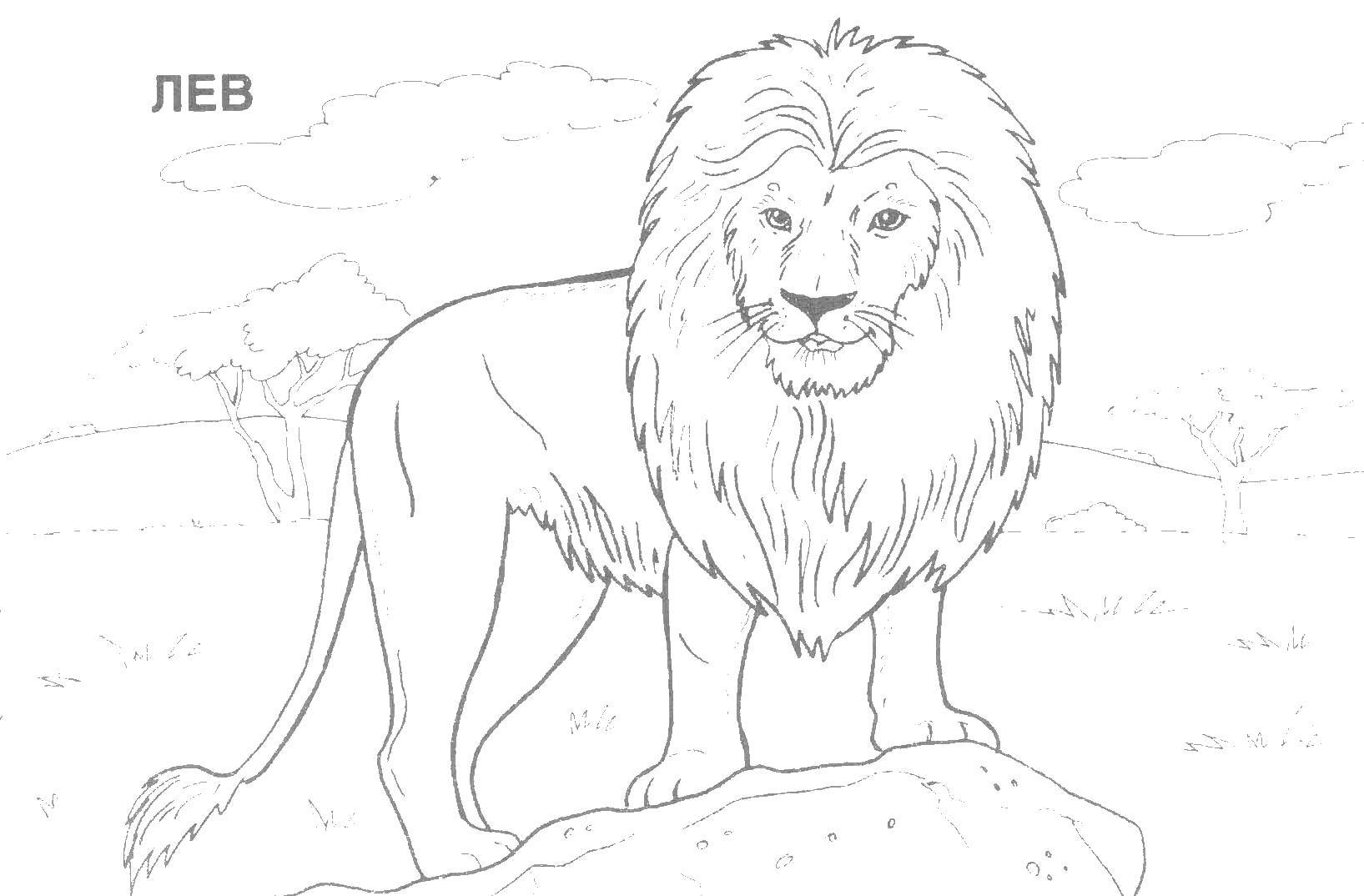 Название: Раскраска Лев на камне. Категория: Дикие животные. Теги: лев, камень, грива.