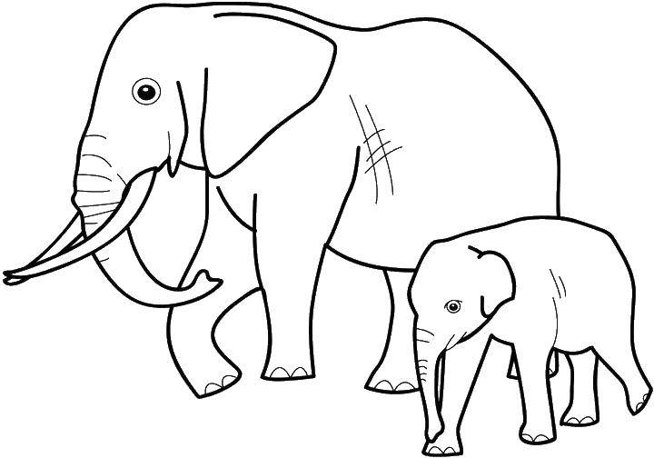 Название: Раскраска Слон и слоненок. Категория: Дикие животные. Теги: слон, рога, хобот, слоненок.