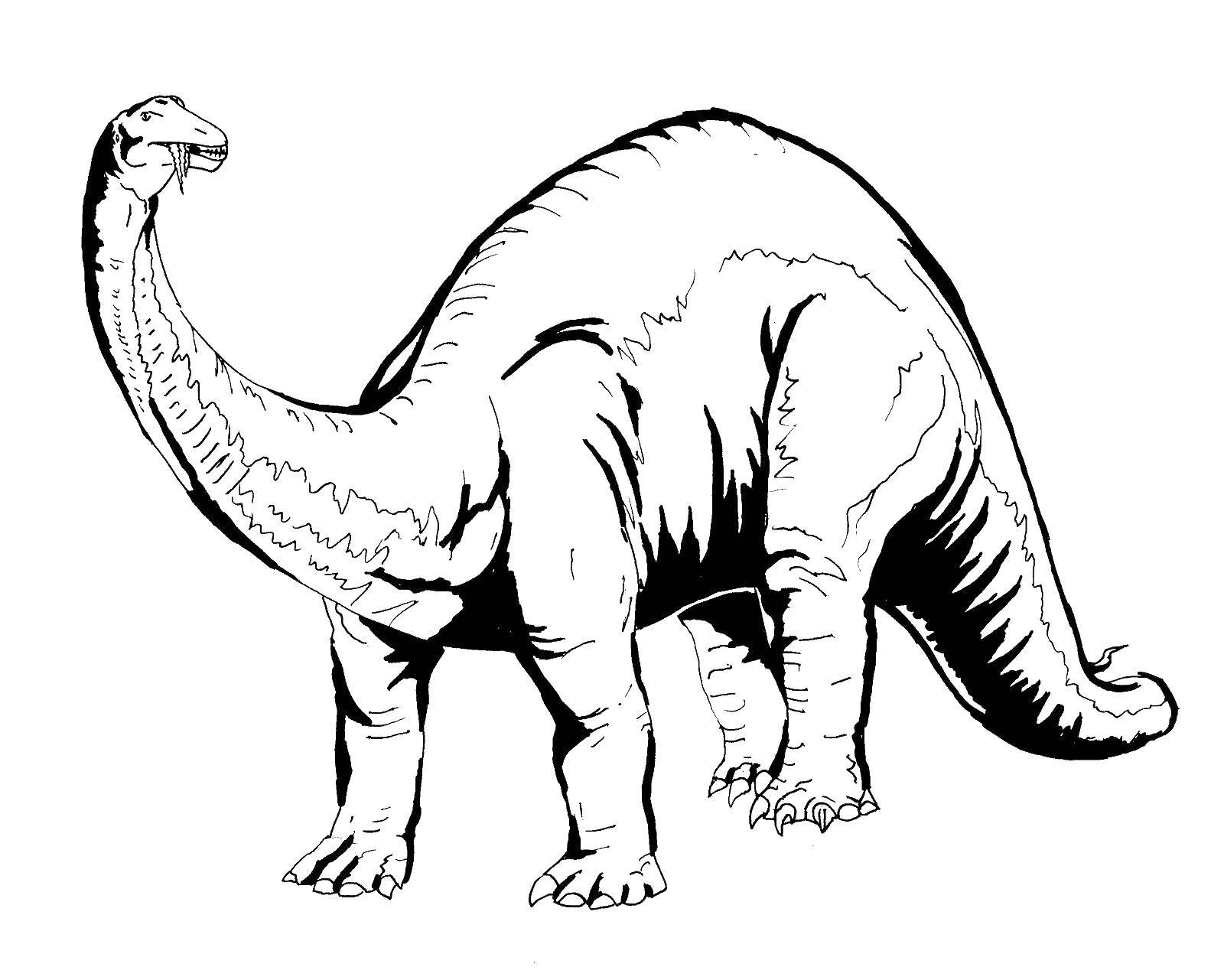 Название: Раскраска Апатозавр. Категория: динозавр. Теги: апатозавр.