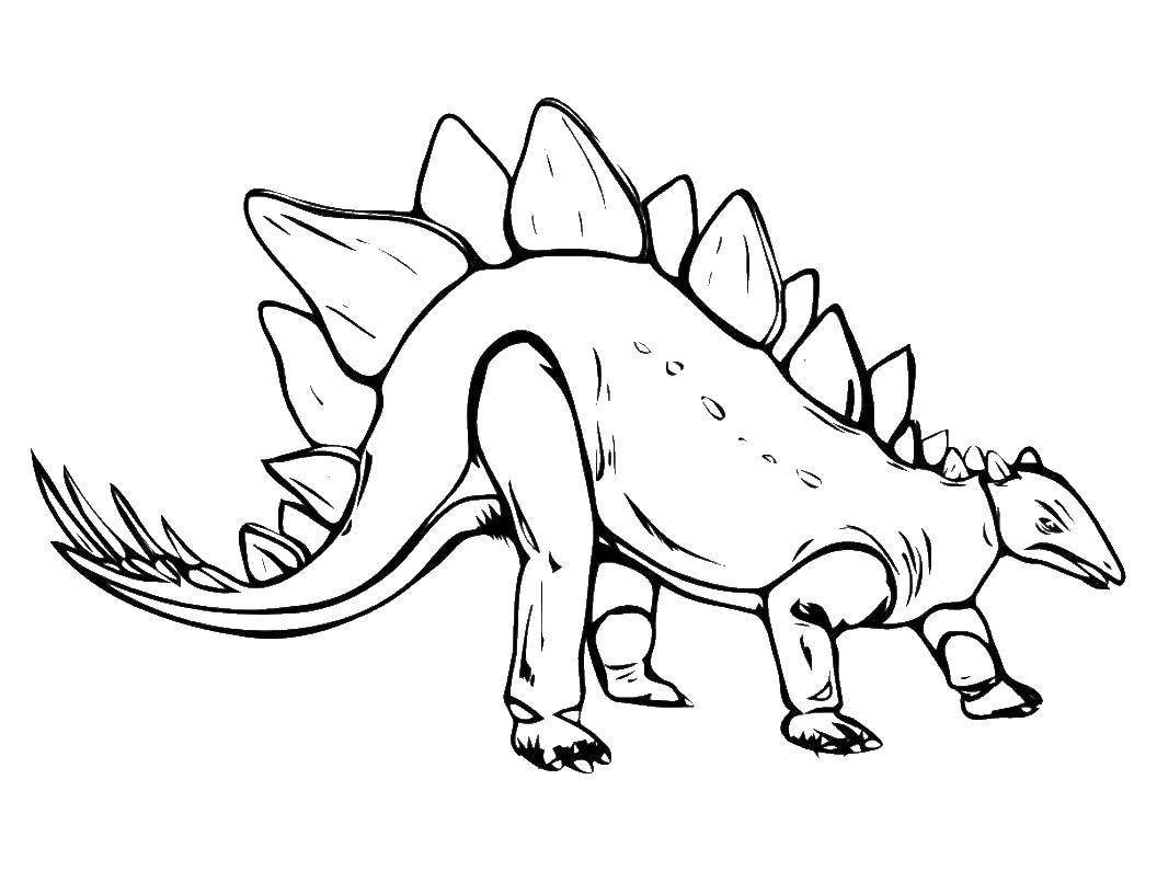 Название: Раскраска Стегозавр представитель птицетазовых динозавров тиреофор. Категория: динозавр. Теги: Стегозавр, динозавр.