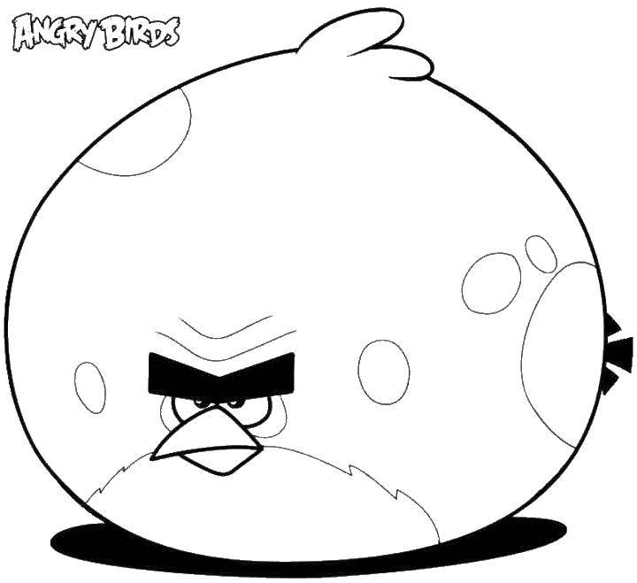 Coloring Fat bird angry birds. Category angry birds. Tags:  angry birds, bird.
