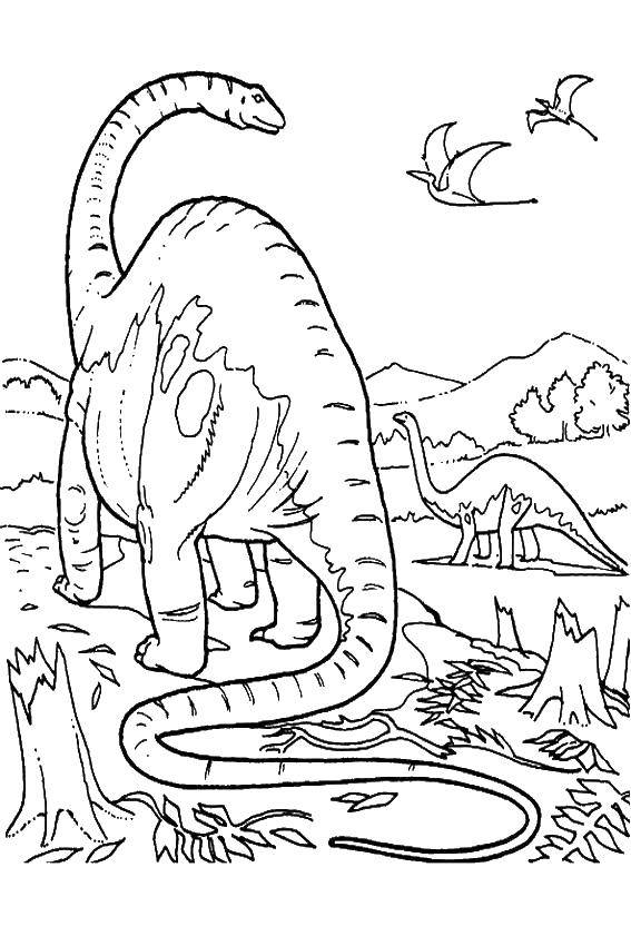 Название: Раскраска Диплодоки динозавры питались растительностью. Категория: динозавр. Теги: Диплодоки, динозавры.