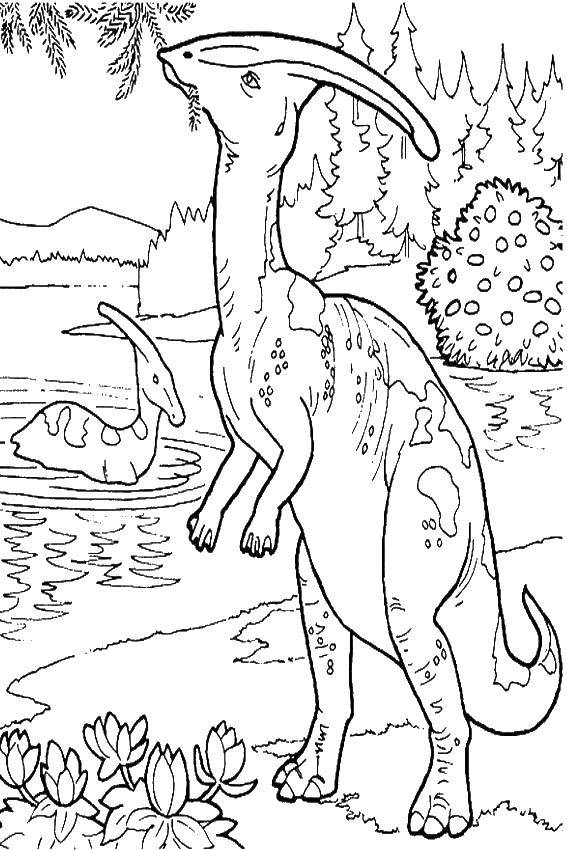 Название: Раскраска Паразауролопус. Категория: динозавр. Теги: паразауролопус, динозавры.