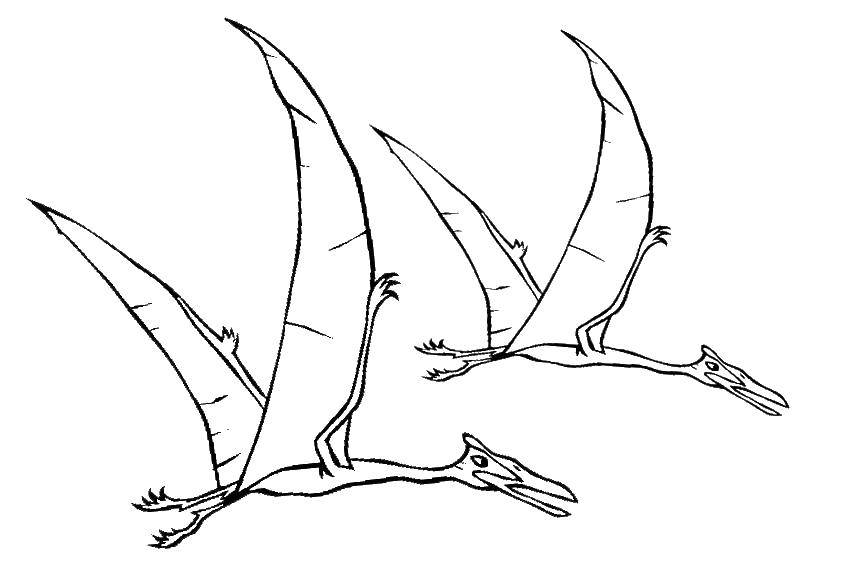 Coloring Pterodactyl dinosaurs. Category dinosaur. Tags:  Pterodactyl.