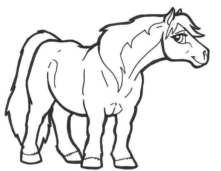 Название: Раскраска Сильная лошадь. Категория: лошади. Теги: Лошадь.