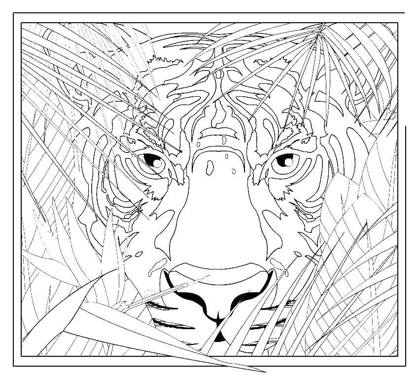 Название: Раскраска Тигр в сафари. Категория: дикие животные. Теги: тигр.