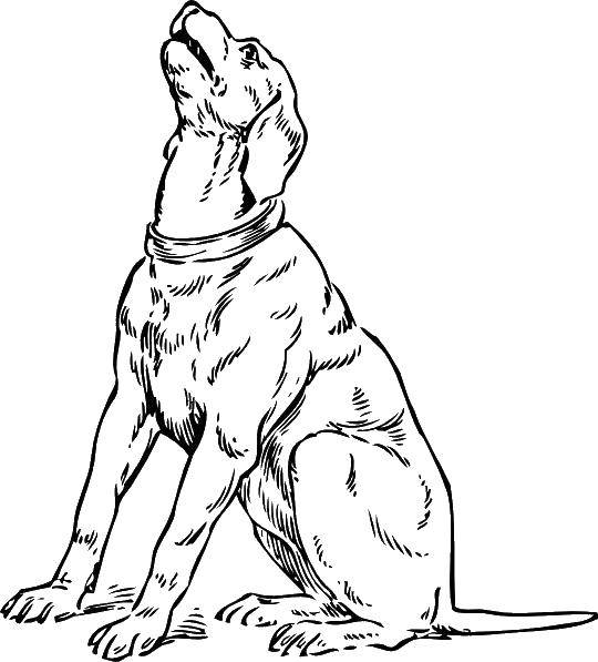 Coloring Dog. Category Animals. Tags:  animals, Pets, pet, dog.