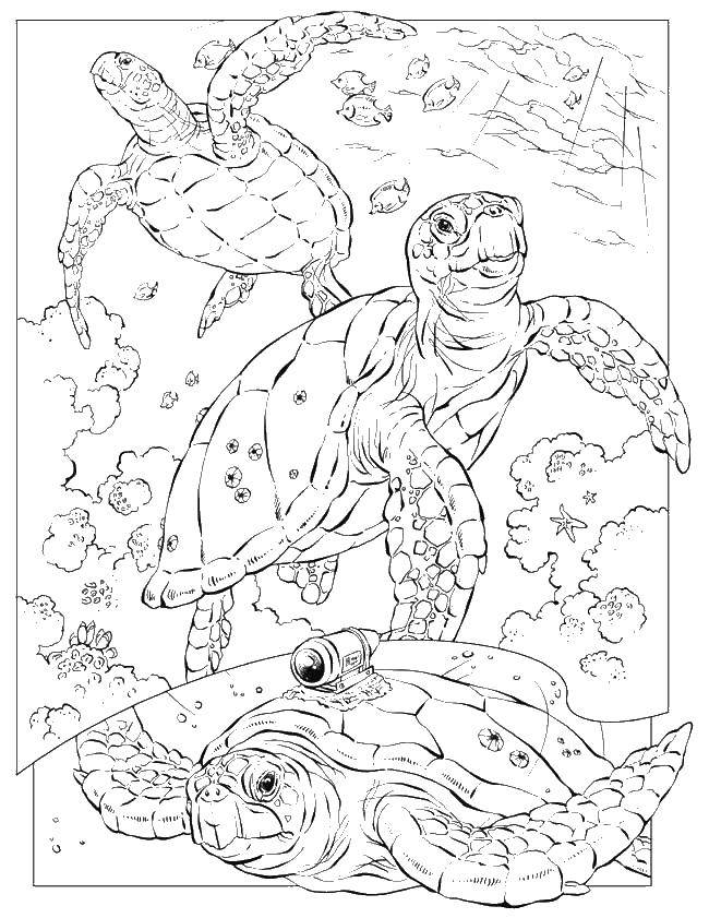 Название: Раскраска Черепахи рыбки. Категория: Морские животные. Теги: черепахи, рыбки.