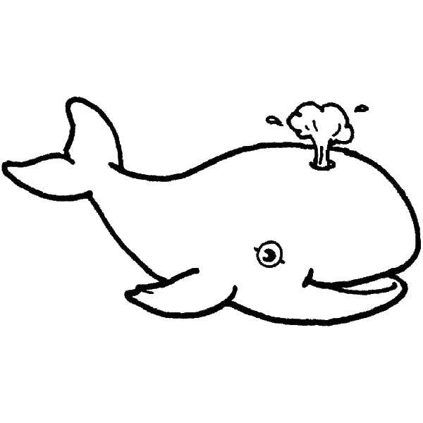 Название: Раскраска Фантанчик. Категория: Морские животные. Теги: Подводный мир, рыба, кит.